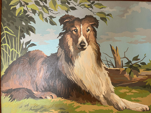 Collie Paint by Number Painting